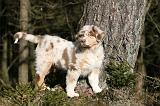 BERGER AUSTRALIEN PUPPIES 602
